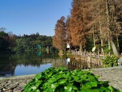 -深圳仙湖植物园