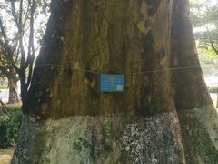 -中山市树木园