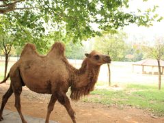 -杭州野生动物世界