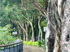 -金鸡山公园