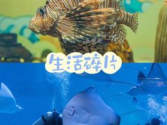 -烟台海昌鲸鲨海洋公园