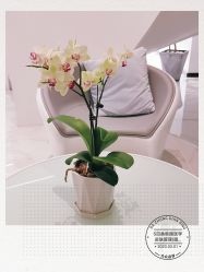 -AiCure 埃可儿·韩国医学皮肤管理