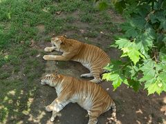 -西霞口神雕山野生动物世界