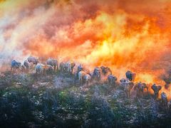 -罗红摄影艺术馆