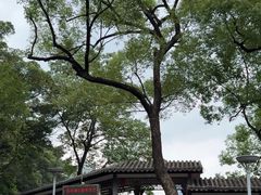 -荔湾湖公园