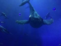 -烟台海昌鲸鲨海洋公园