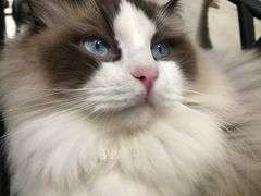 -喵屿·大理花园猫咖