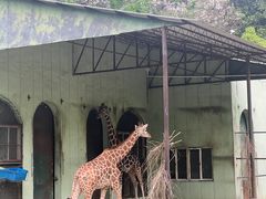 -红山森林动物园