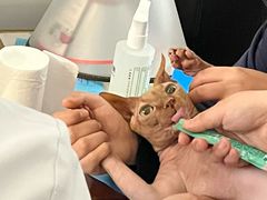 -喜多萌中农锦绣动物医院24H·猫科·牙科MRI·CT