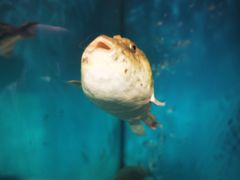 -天正河鲀·河豚亭(大连店)