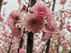 -天适樱花悠乐园