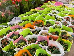 -双季花艺园艺市场(浦东店)