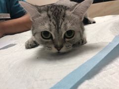 -安安宠医·安宠宠物医院