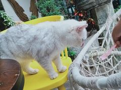 -喵屿·大理花园猫咖