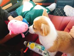 -翊宠yipet猫狗购宠庄园犬舍•猫舍