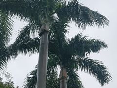 -广州市白云山风景名胜区