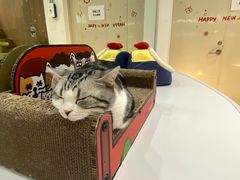 -COLOR PETS 撸猫馆·购猫·猫咖(长风大悦城店)