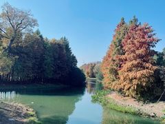 -贡湖湾湿地公园