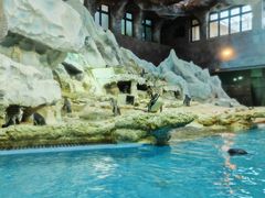 -帝企鹅自助餐厅•儿童岛•真企鹅(长隆企鹅酒店)