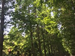 -黄海国家森林公园