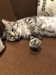 -幸运7纹身刺青Lucky7tattoo