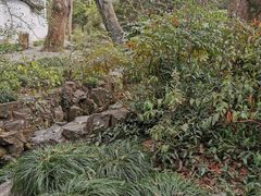 -秋霞圃
