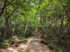 -上海佘山国家森林公园天马山园