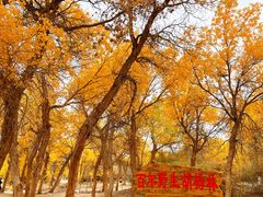 -金塔沙漠胡杨林景区