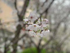 -上海财经大学(国定路校区)