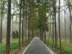 -合肥滨湖国家森林公园