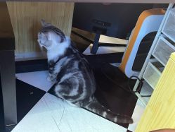 -众刺纹画·纹身·穿孔饰品·海娜定制