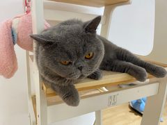 -1013 PET SHOP精品宠物商店(丁香店)
