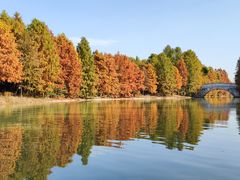 -上海海湾国家森林公园