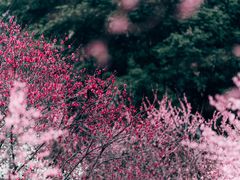 -重庆彩云湖湿地公园