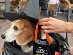 -Grande A'moo(上海万象城店)