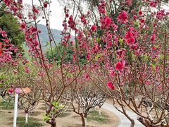 -桃花涧