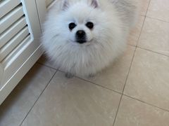 -达爱动物医院·犬猫分区·CT·复杂眼科(远洋山水分院)