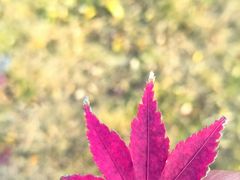 -苏州香格里拉大酒店