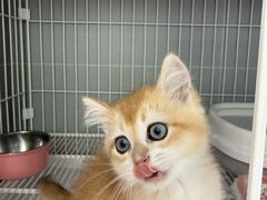 -翊宠yipet猫狗购宠庄园犬舍•猫舍