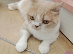-1013 PET SHOP 宠物商店(近铁城市广场店)