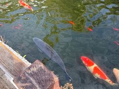 -香麒园·过桥米线·南湖雅宴