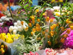 -双季花艺园艺市场(浦东店)