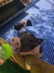 -萌宠亲子动物乐园(槐房万达店)