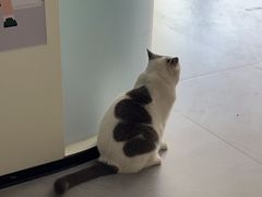 -瑞派动物医院·猫专科·至诚(江南中分院)