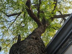 -北京鲁迅博物馆(北京新文化运动纪念馆鲁博馆区)