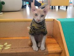 -李小姐の猫咖啡馆(五角场店)