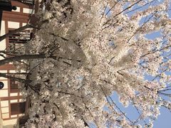 iphone_upload_pic-西安青龙寺遗址景区