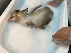 -PETKIT小佩宠物·低压洗护(国顺东路店)