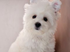 -翊宠yipet猫狗购宠庄园犬舍•猫舍