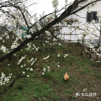 香椿… 4，自带干粮和水，目前农家乐都还没有营业呢
